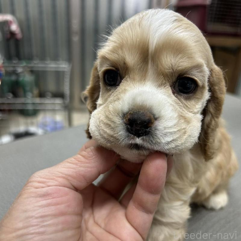 販売中の鹿児島県のアメリカンコッカースパニエル-439632の1枚目