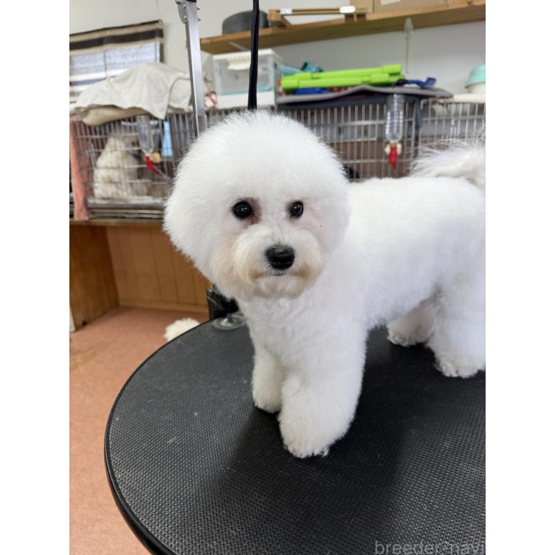 販売中の栃木県のビションフリーゼ-407340の9枚目