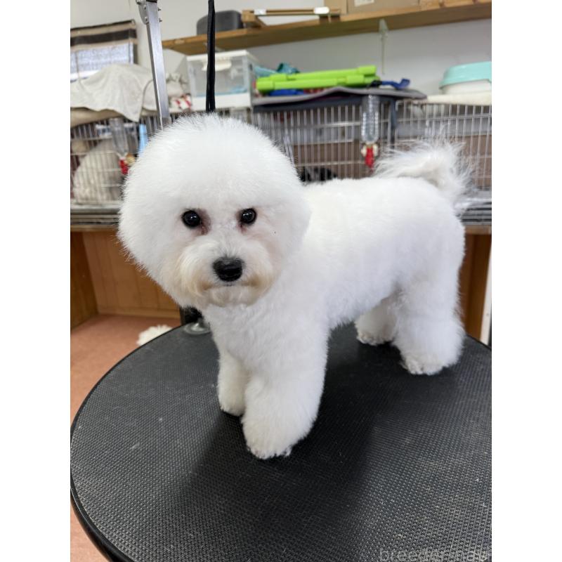 販売中の栃木県のビションフリーゼ-407340の8枚目