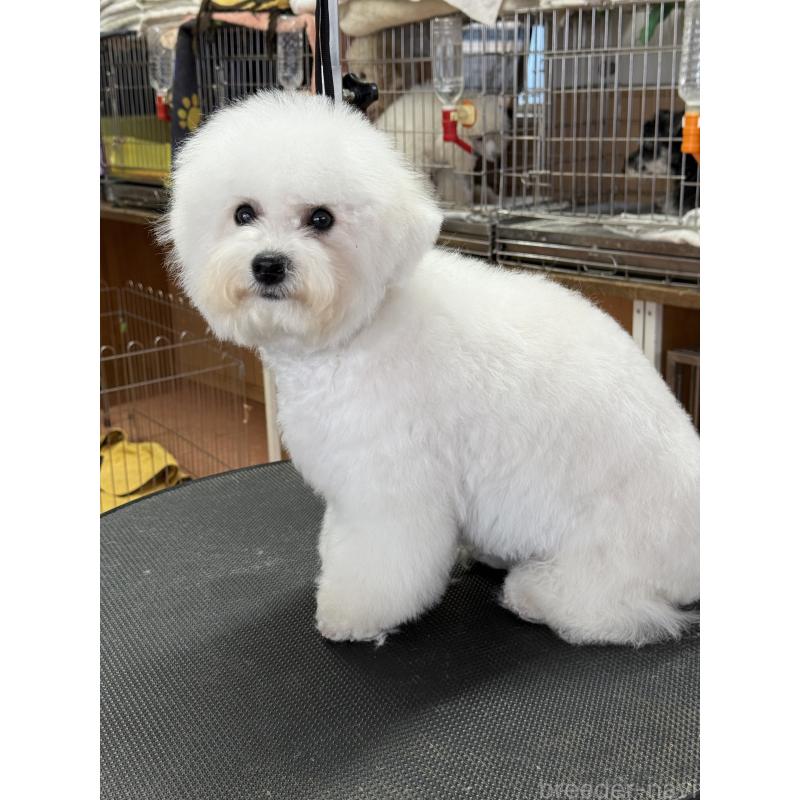 販売中の栃木県のビションフリーゼ-407340の7枚目