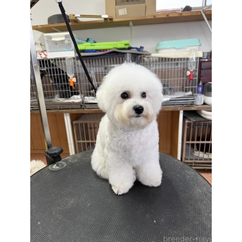 販売中の栃木県のビションフリーゼ-407340の6枚目