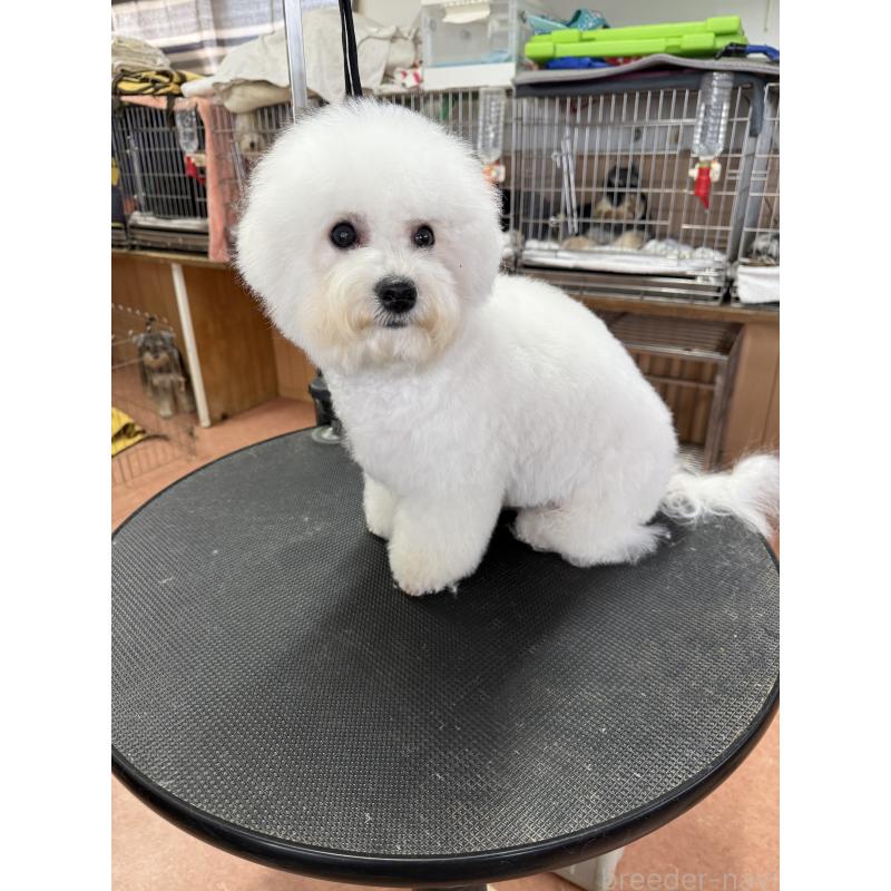 販売中の栃木県のビションフリーゼ-407340の5枚目