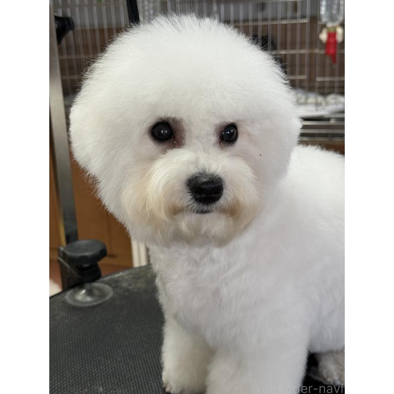 販売中の栃木県のビションフリーゼ-407340の4枚目