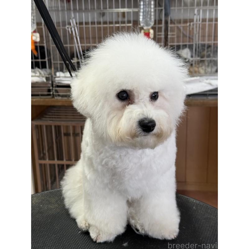 販売中の栃木県のビションフリーゼ-407340の3枚目