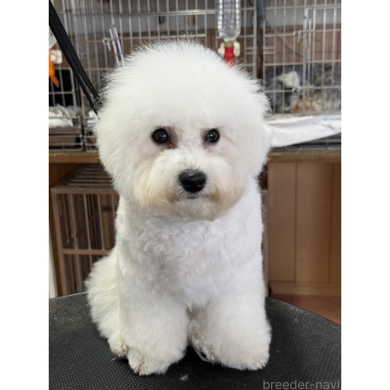 販売中の栃木県のビションフリーゼ-407340の2枚目