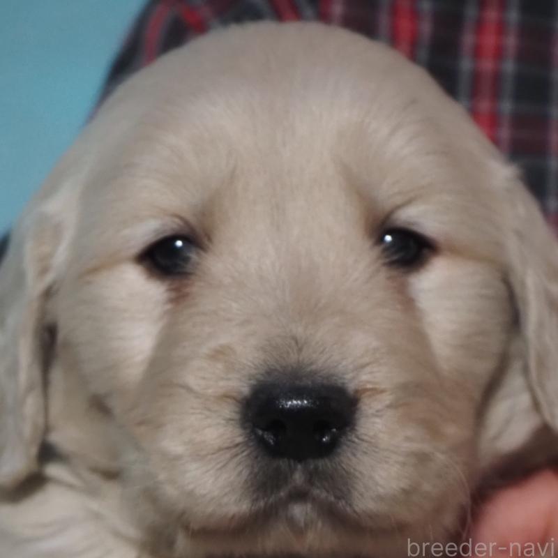 商談中の山梨県のゴールデンレトリーバー-431953の9枚目