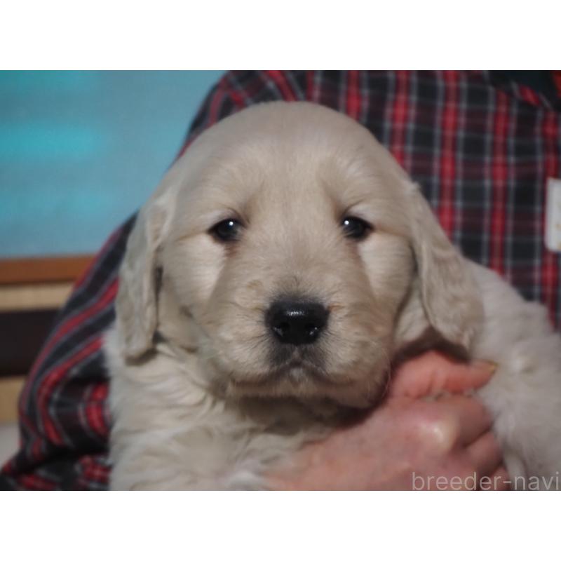 商談中の山梨県のゴールデンレトリーバー-431953の8枚目