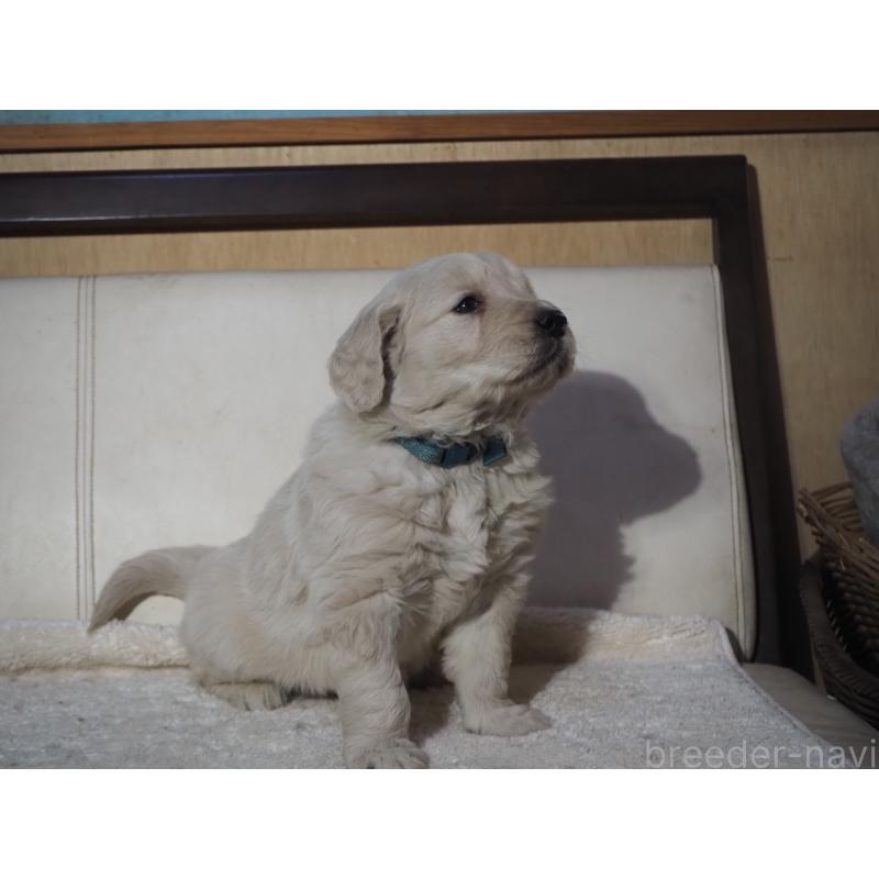 商談中の山梨県のゴールデンレトリーバー-431953の4枚目