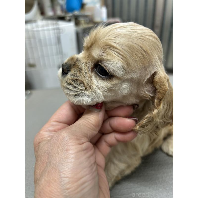 販売中の鹿児島県のアメリカンコッカースパニエル-439633の4枚目