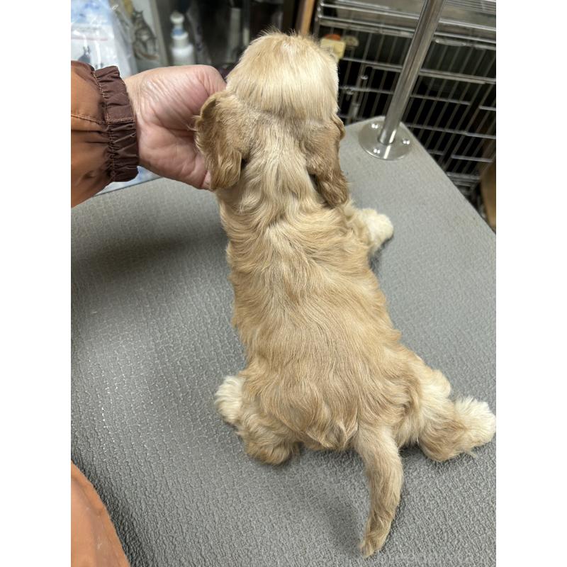 販売中の鹿児島県のアメリカンコッカースパニエル-439633の3枚目