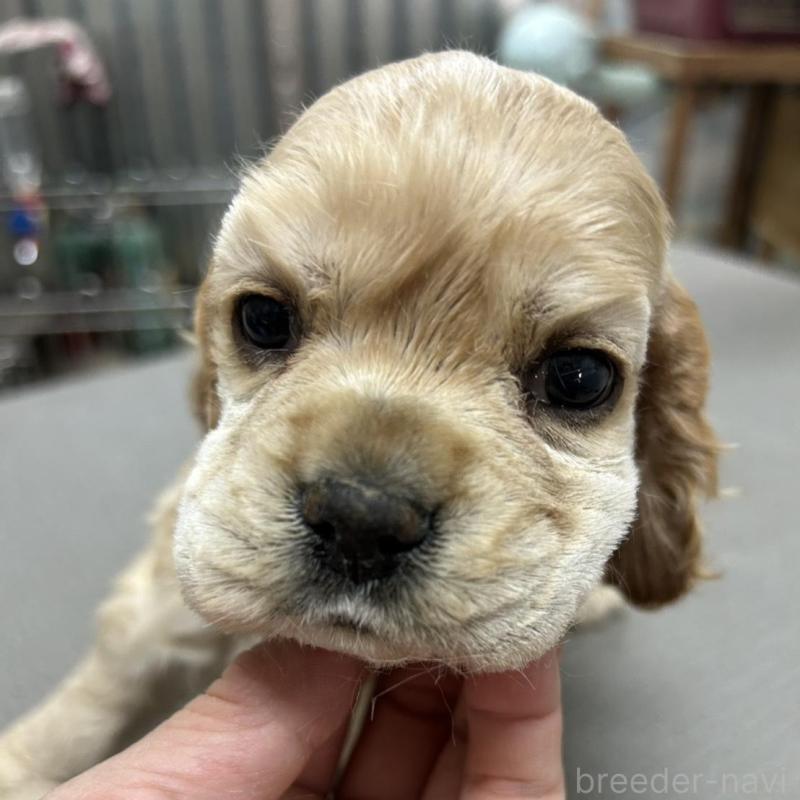 販売中の鹿児島県のアメリカンコッカースパニエル-439633