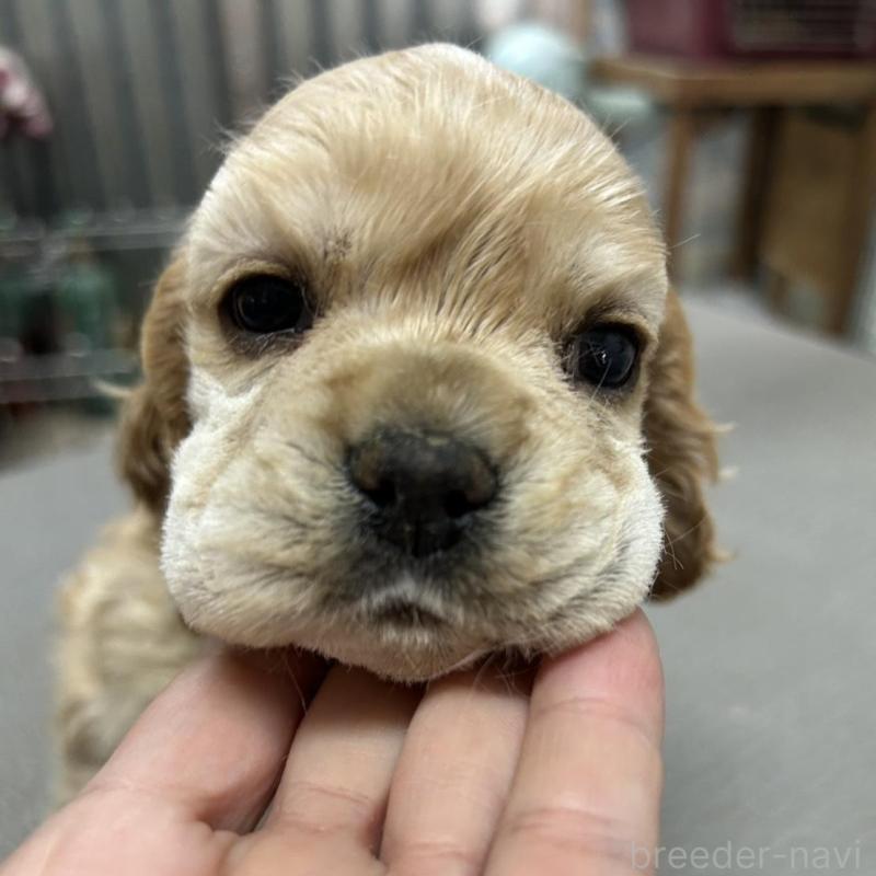 販売中の鹿児島県のアメリカンコッカースパニエル-439633の2枚目