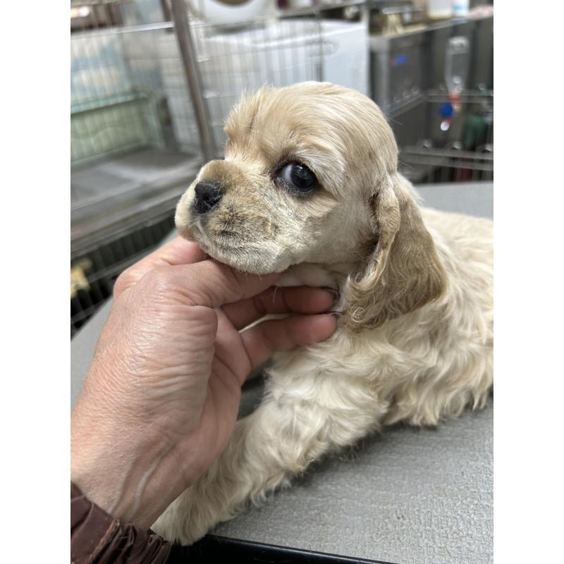 販売中の鹿児島県のアメリカンコッカースパニエル-439634の4枚目