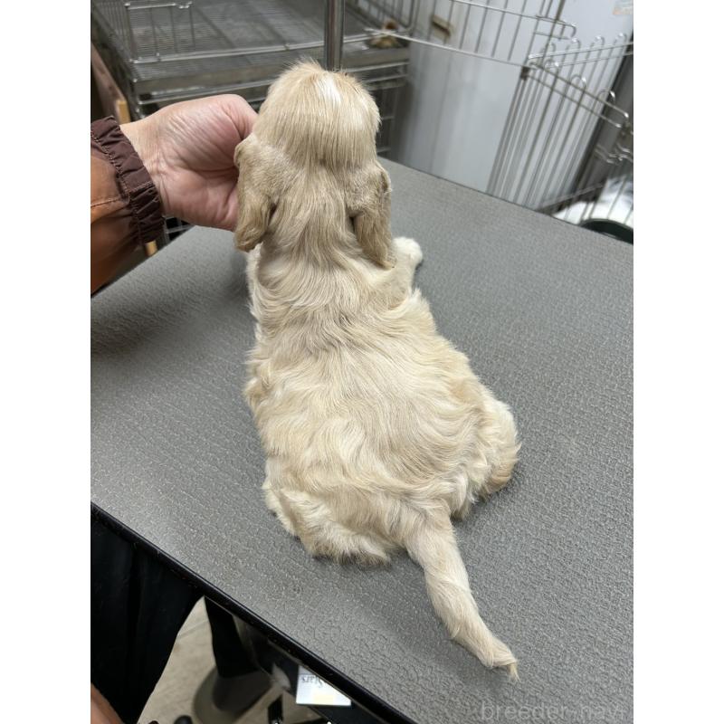 販売中の鹿児島県のアメリカンコッカースパニエル-439634の3枚目