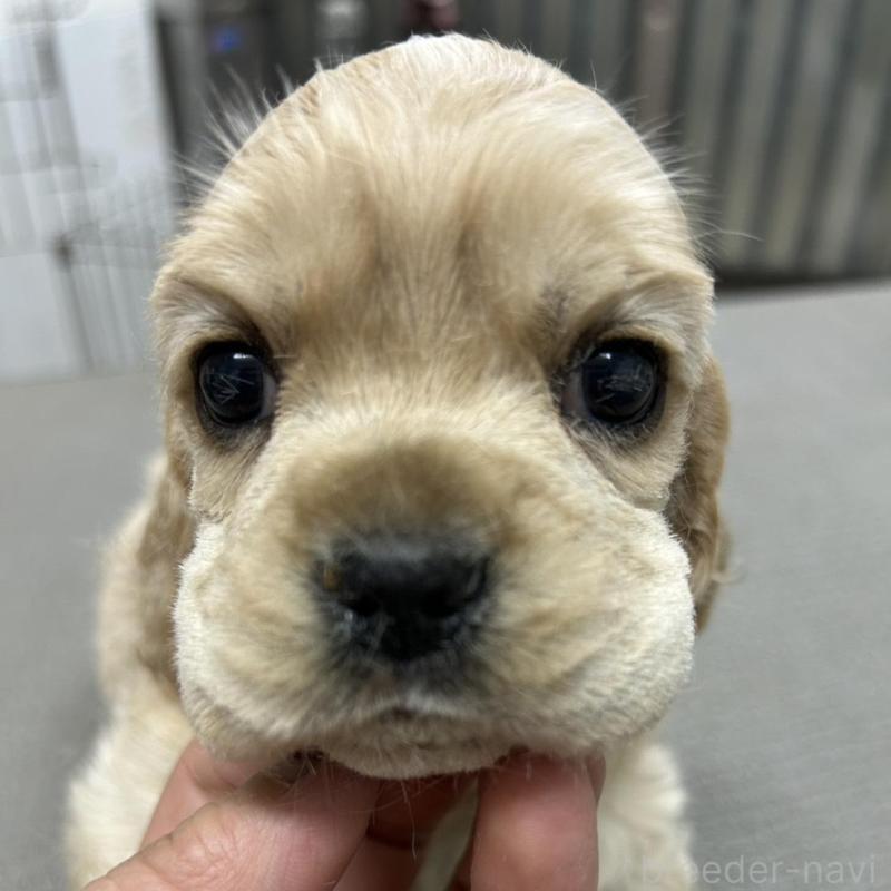 販売中の鹿児島県のアメリカンコッカースパニエル-439634