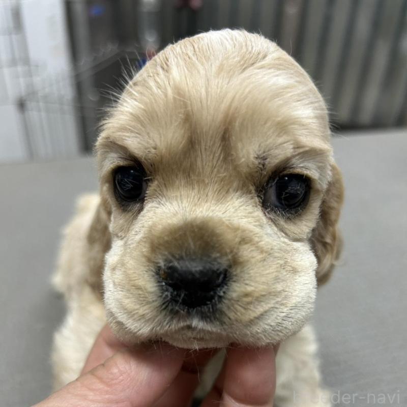 販売中の鹿児島県のアメリカンコッカースパニエル-439634の2枚目