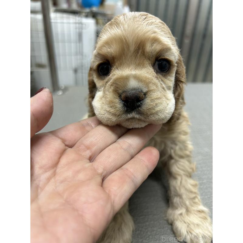 販売中の鹿児島県のアメリカンコッカースパニエル-439635の5枚目