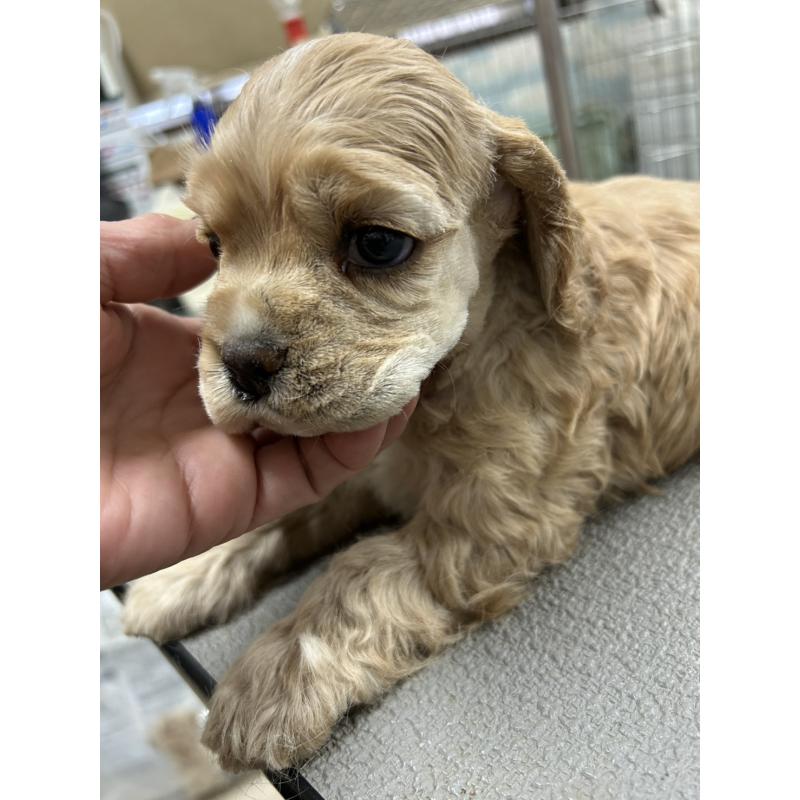 販売中の鹿児島県のアメリカンコッカースパニエル-439635の4枚目