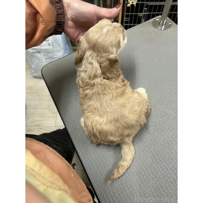 販売中の鹿児島県のアメリカンコッカースパニエル-439635の3枚目