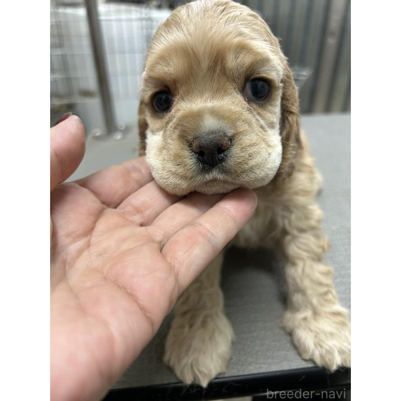 販売中の鹿児島県のアメリカンコッカースパニエル-439635の2枚目