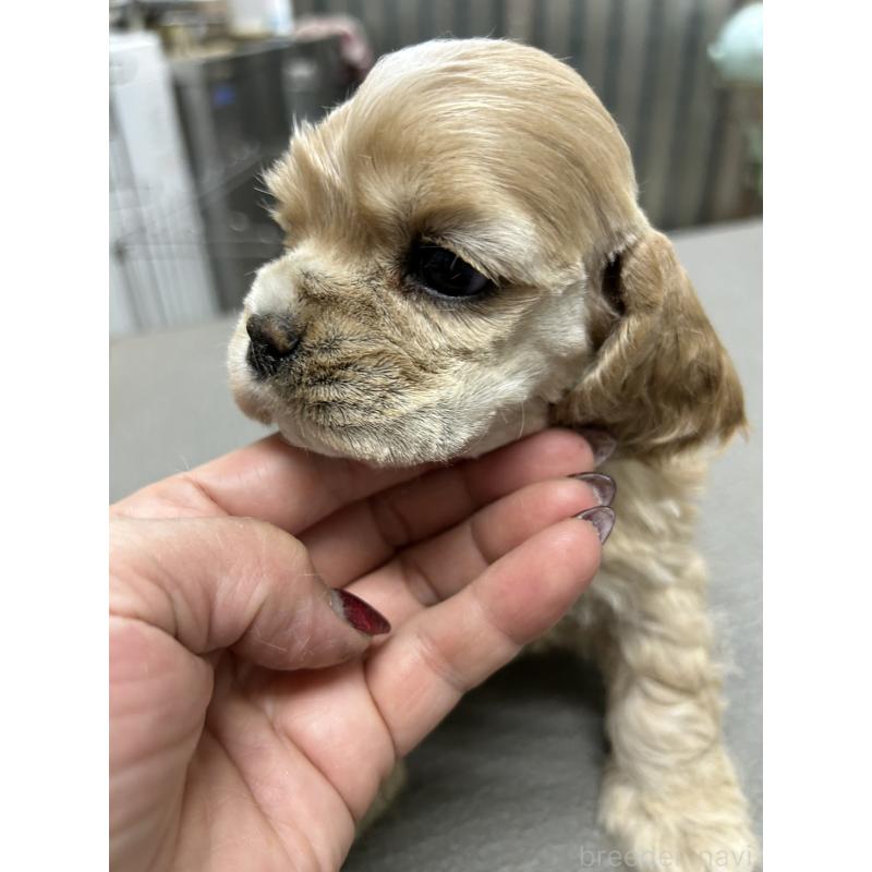 販売中の鹿児島県のアメリカンコッカースパニエル-439638の5枚目