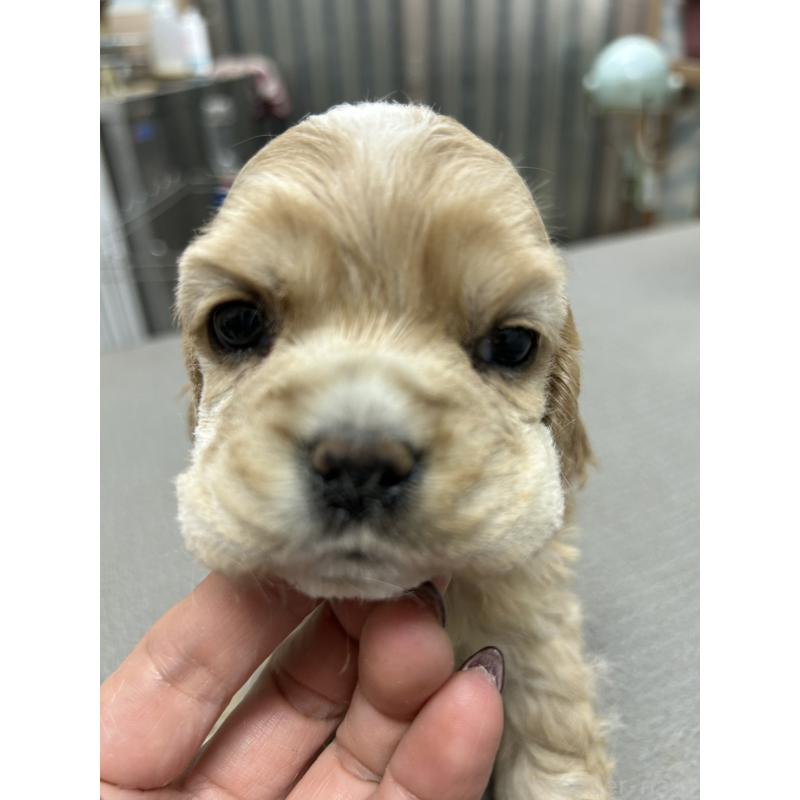 販売中の鹿児島県のアメリカンコッカースパニエル-439638の4枚目