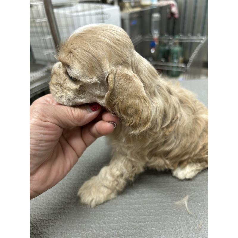 販売中の鹿児島県のアメリカンコッカースパニエル-439638の3枚目