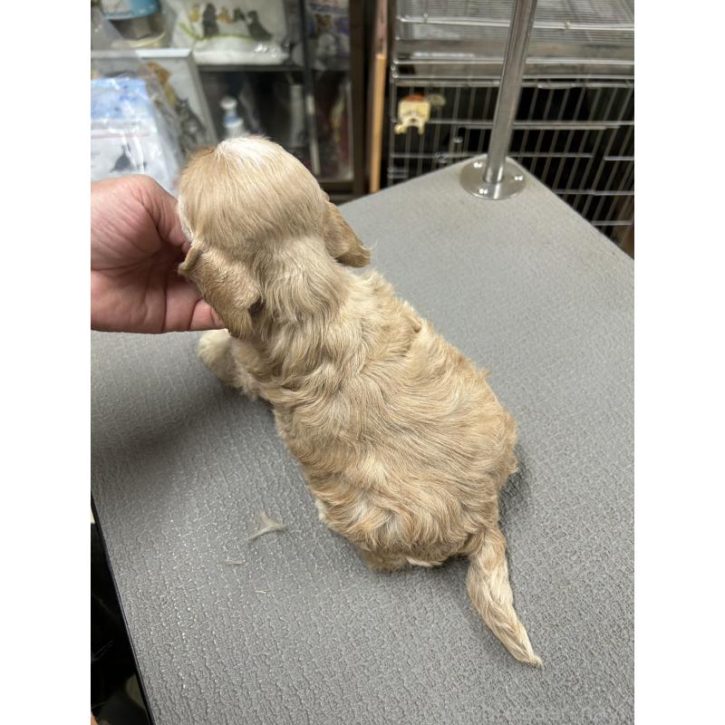 販売中の鹿児島県のアメリカンコッカースパニエル-439638の2枚目