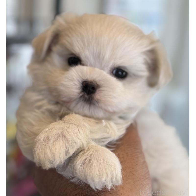 販売中の静岡県のマルチーズ-439639の4枚目