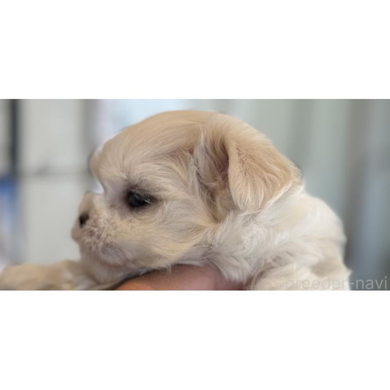 販売中の静岡県のマルチーズ-439639の3枚目