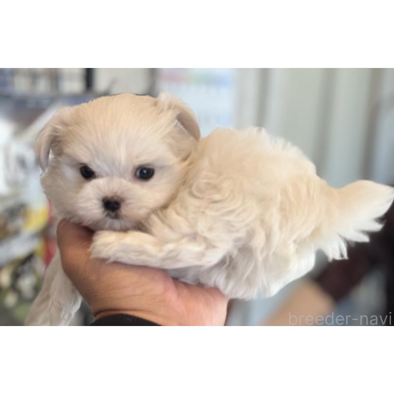 販売中の静岡県のマルチーズ-439639の2枚目