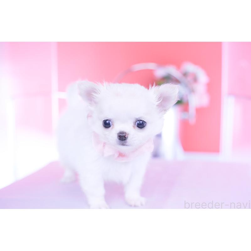 販売中の愛知県のチワワ(ロングコート)-437128の9枚目