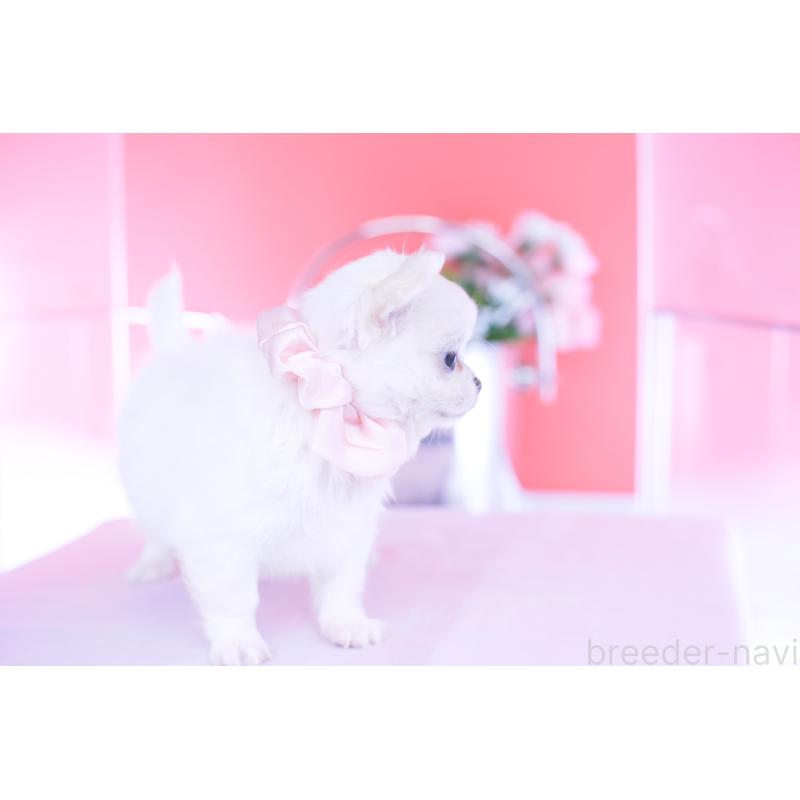 販売中の愛知県のチワワ(ロングコート)-437128の8枚目