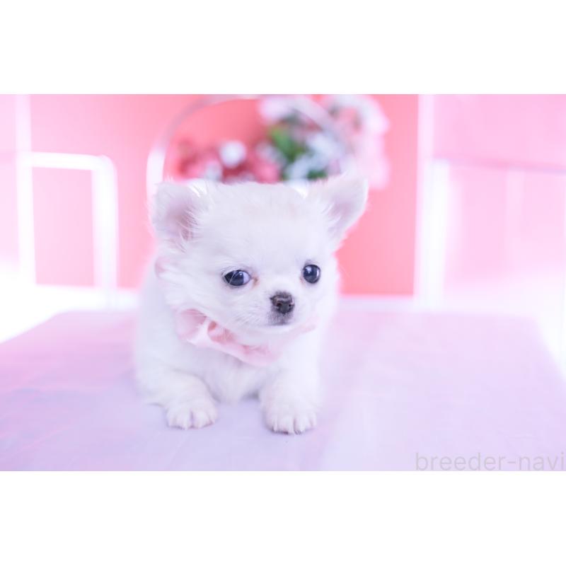 販売中の愛知県のチワワ(ロングコート)-437128の6枚目