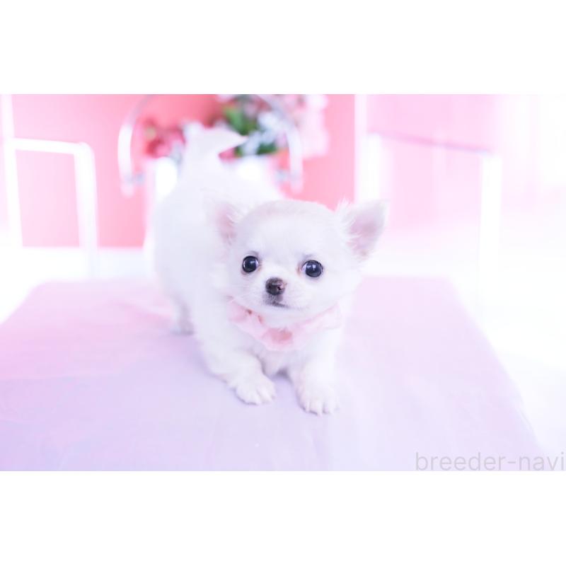 販売中の愛知県のチワワ(ロングコート)-437128の5枚目