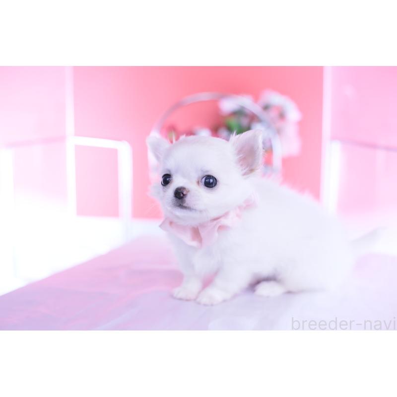 販売中の愛知県のチワワ(ロングコート)-437128の2枚目