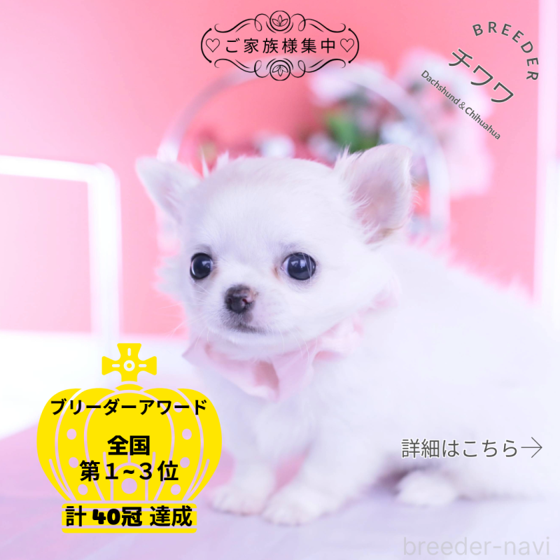 販売中の愛知県のチワワ(ロングコート)-437128