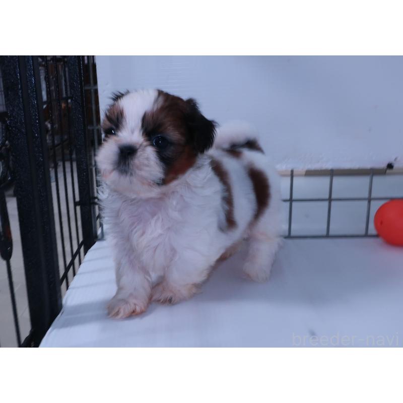 販売中の長崎県のシーズー-439641の5枚目