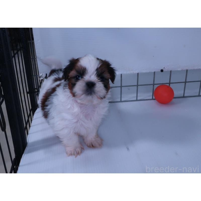 販売中の長崎県のシーズー-439641の4枚目