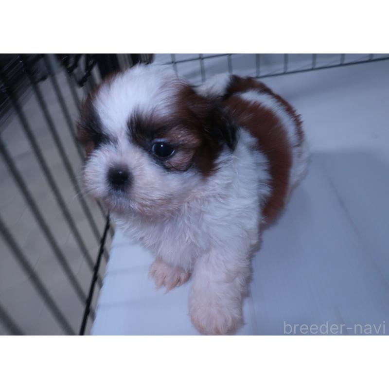 販売中の長崎県のシーズー-439641の3枚目