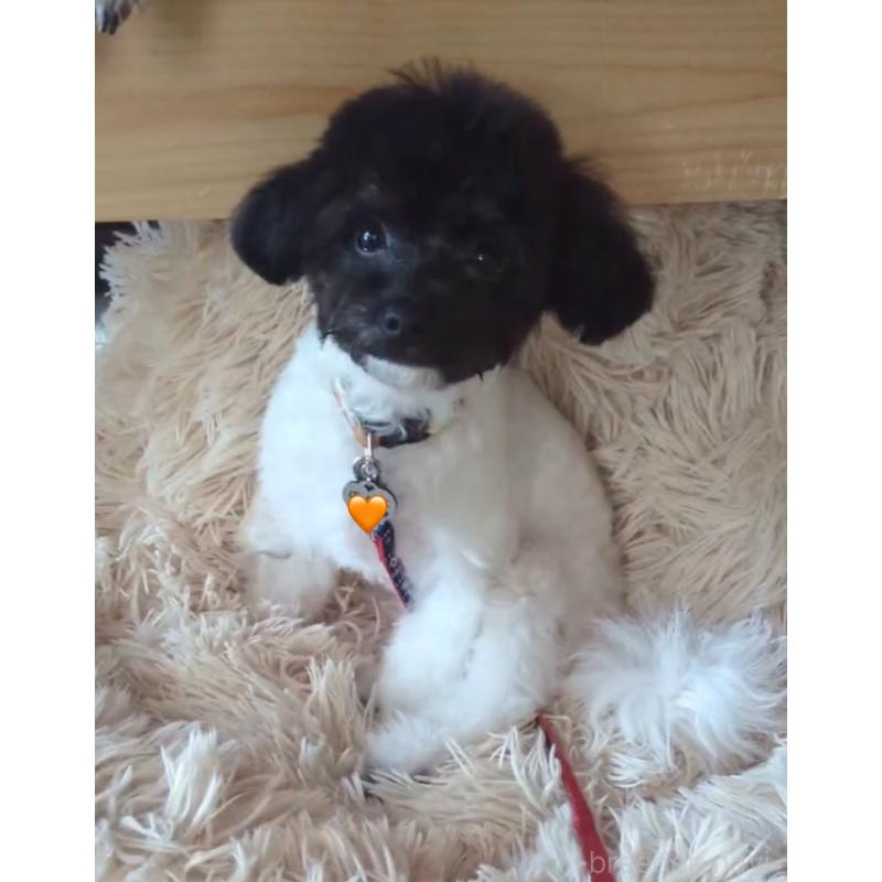 販売中の北海道のティーカッププードル-417937の15枚目