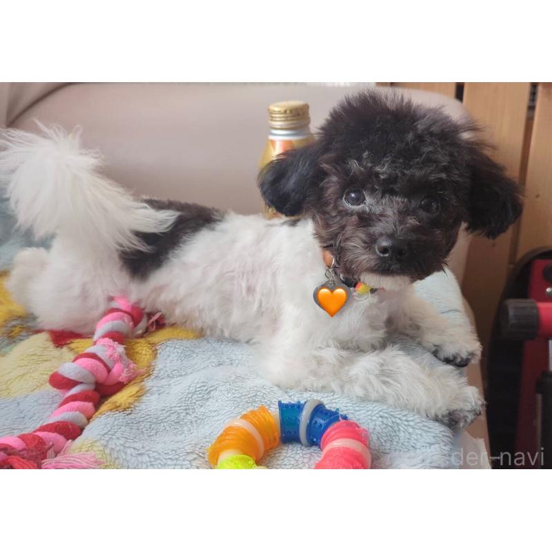 販売中の北海道のティーカッププードル-417937の14枚目