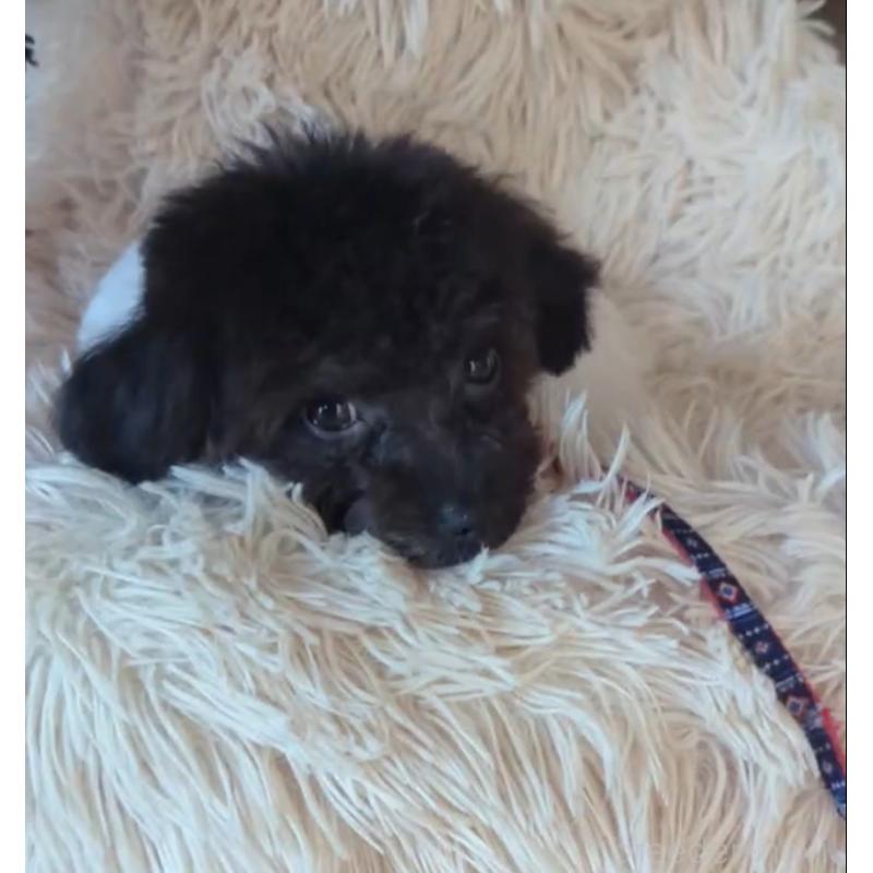 販売中の北海道のティーカッププードル-417937の13枚目