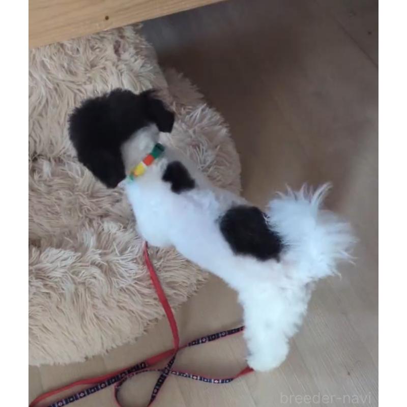 販売中の北海道のティーカッププードル-417937の12枚目