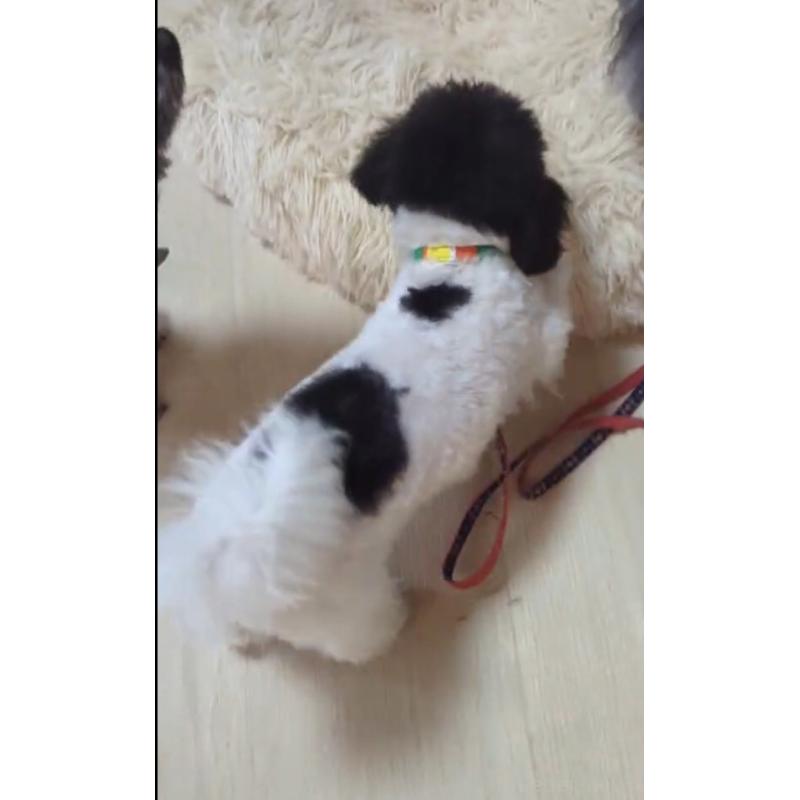 販売中の北海道のティーカッププードル-417937の11枚目