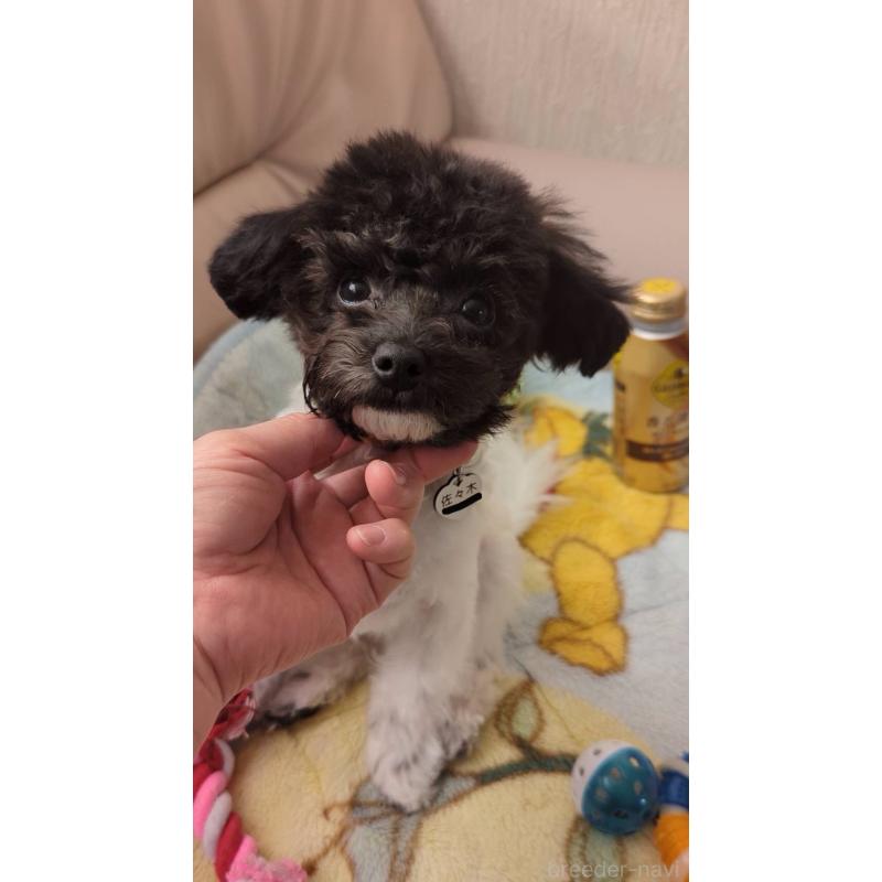 販売中の北海道のティーカッププードル-417937の10枚目