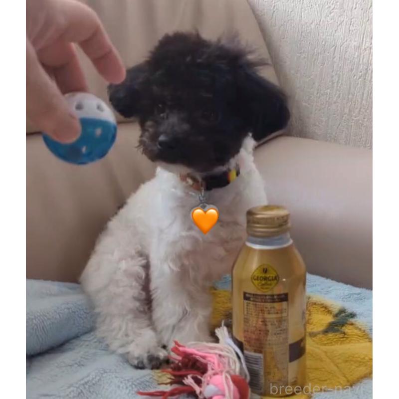 販売中の北海道のティーカッププードル-417937の8枚目