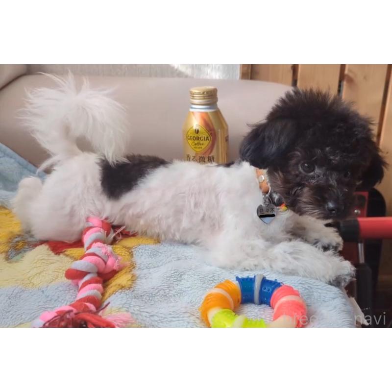 販売中の北海道のティーカッププードル-417937の7枚目