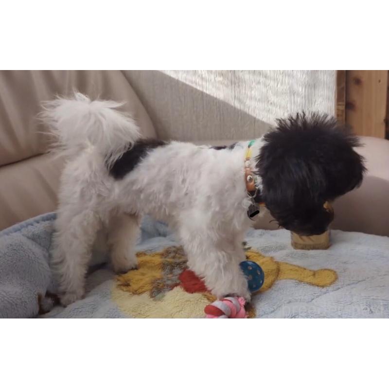 販売中の北海道のティーカッププードル-417937の6枚目