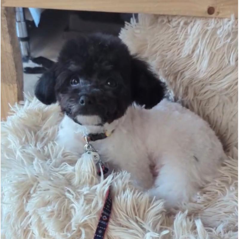 販売中の北海道のティーカッププードル-417937の5枚目